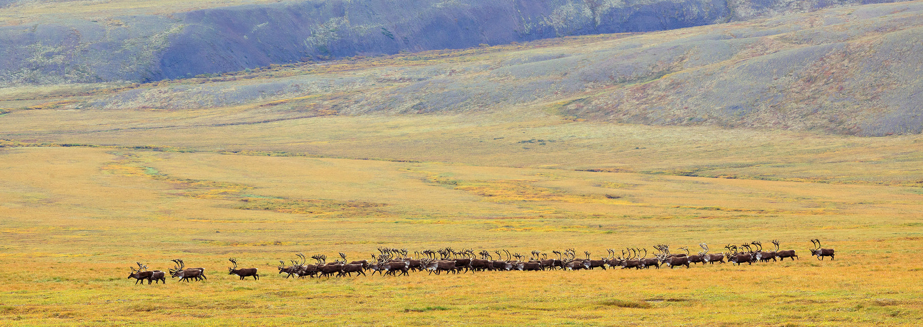 Barrenground caribou photography in the Yukon - John E. Marriott