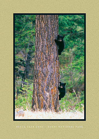 Black Bear Cubs, Banff National Park