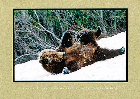 Belly Rub, Anyone?  A Grizzly Lounges on Spring Snow
