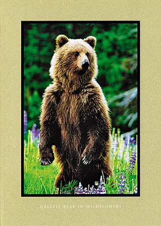 Grizzly Bear in Wildflowers