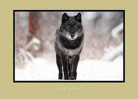 'Spirit' The Wolf