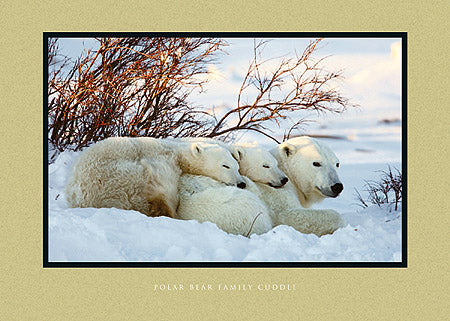 Polar Bear Family Cuddle