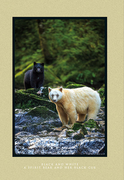 Black and White: A Spirit Bear and Her Black Cub