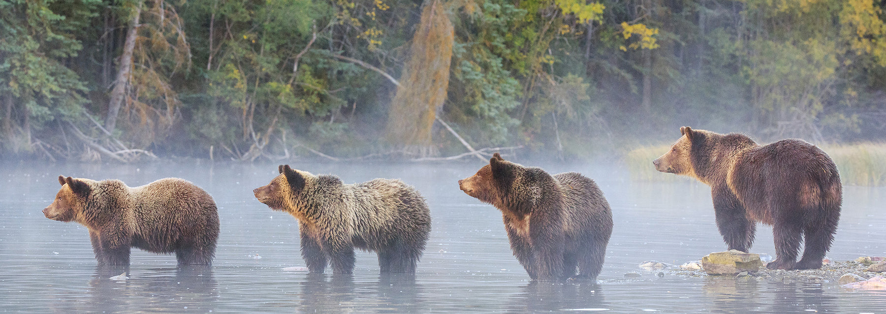 Grizzly bear photography - British Columbia