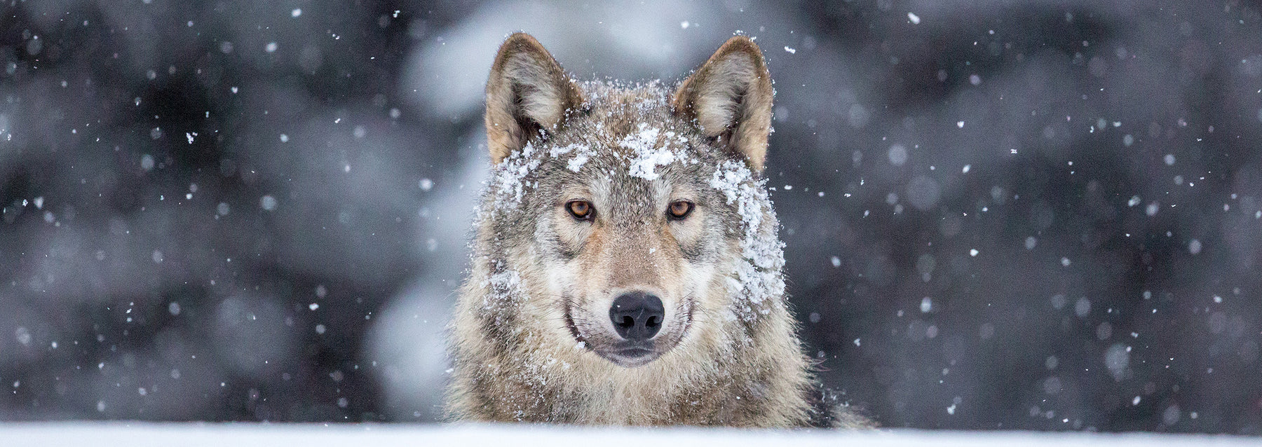 Wild wolf photography - John E. Marriott