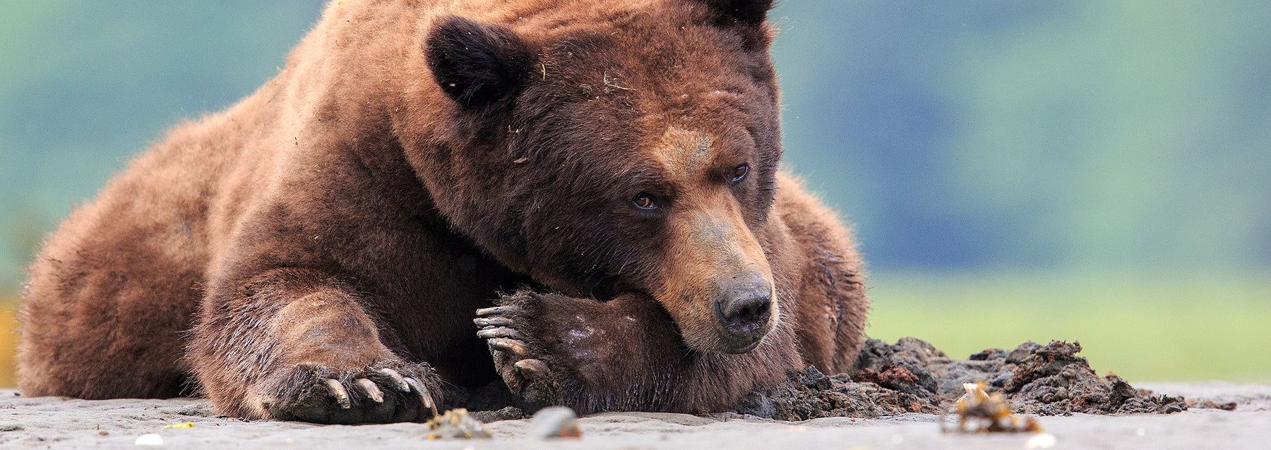 Grizzly bear photography - Frank the Tank - John E. Marriott