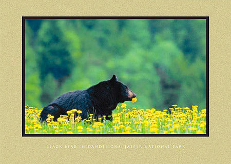 Black Bear in Dandelions, Jasper National Park