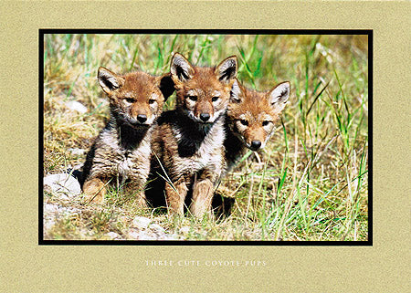 Three Cute Coyote Pups - Banff National Park