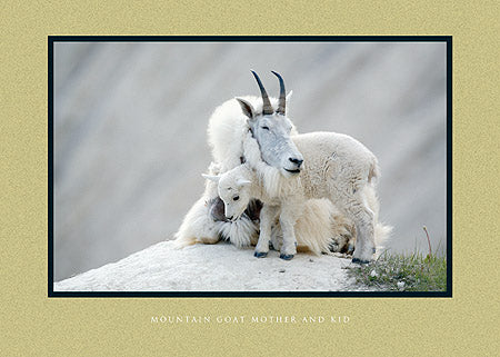 Mountain Goat Mother and Kid