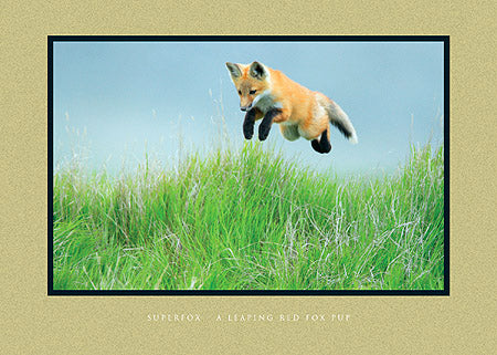 Superfox - A Leaping Red Fox Pup