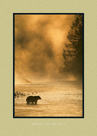 Grizzly in the Mist